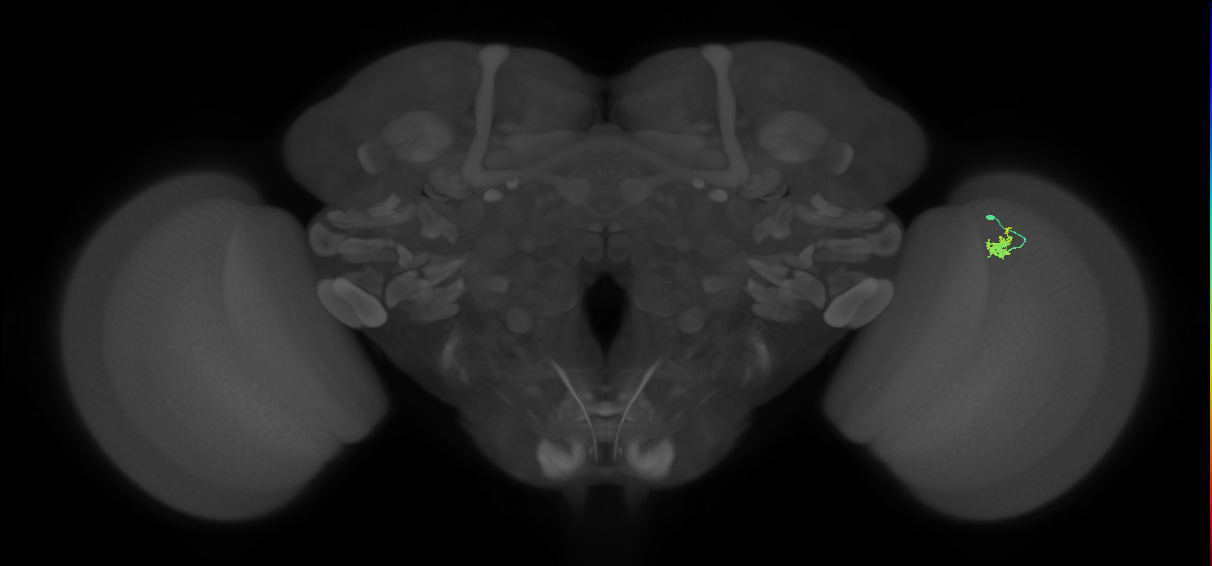 Dm2_R (MaleCNS:136166)