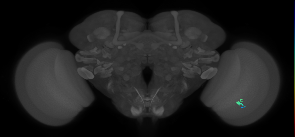 Dm2_R (MaleCNS:138112)