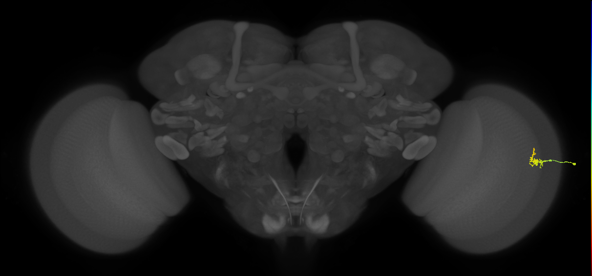 Dm2_R (MaleCNS:165068)