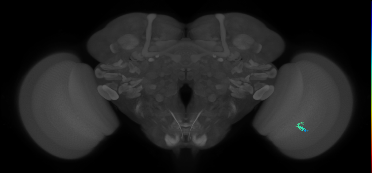 Dm2_R (MaleCNS:149462)