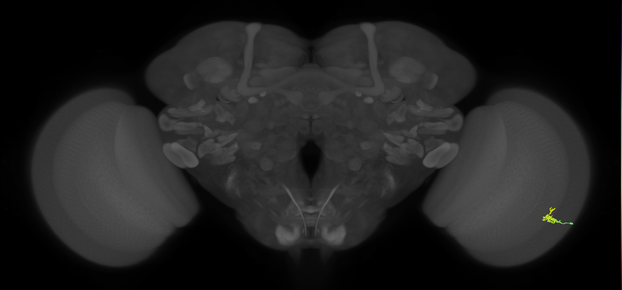 Dm2_R (MaleCNS:137931)