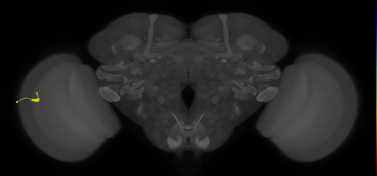 Dm2_L (MaleCNS:543986)