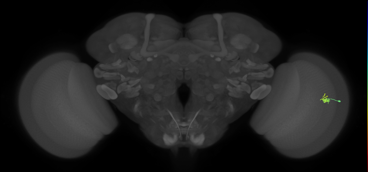 Dm2_R (MaleCNS:116441)