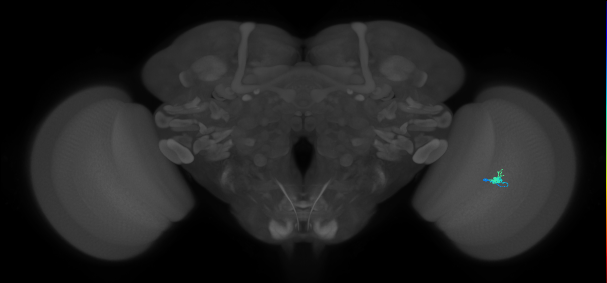 Dm2_R (MaleCNS:533693)