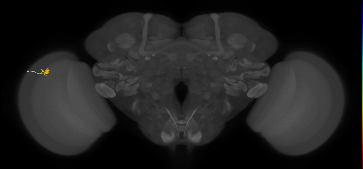 Dm2_L (MaleCNS:148491)