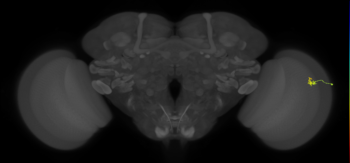 Dm2_R (MaleCNS:139122)