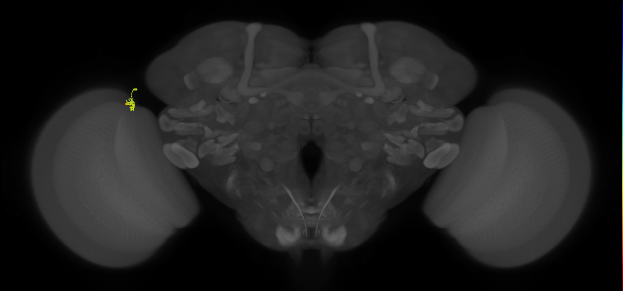 Dm2_L (MaleCNS:210758)