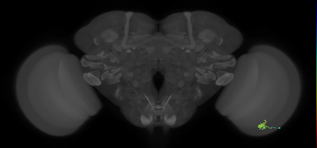 Dm2_R (MaleCNS:133705)
