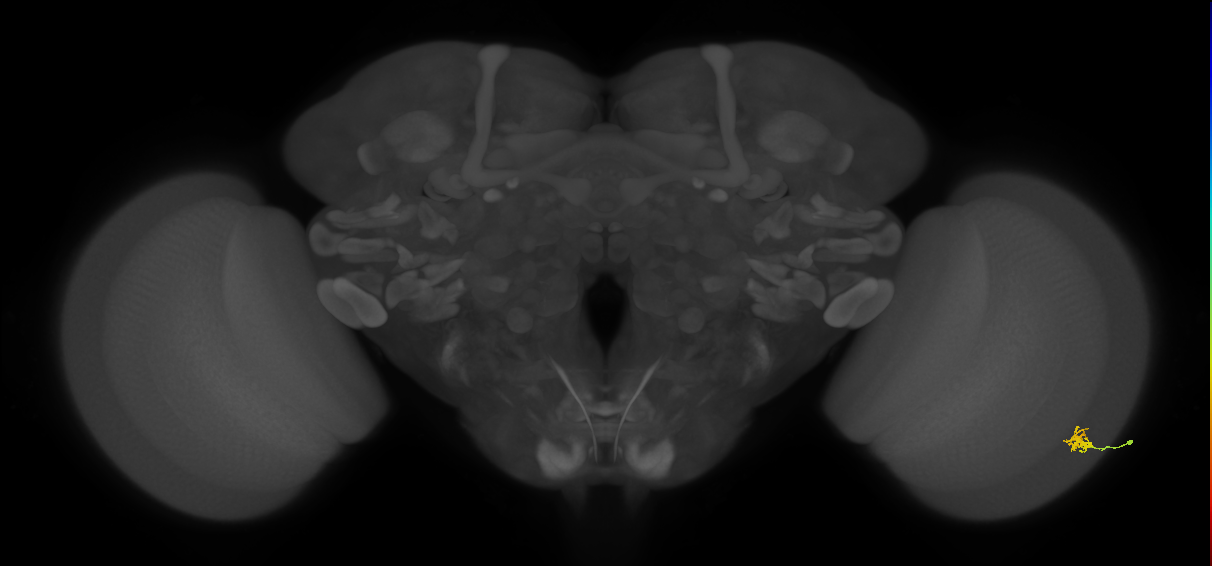 Dm2_R (MaleCNS:125672)