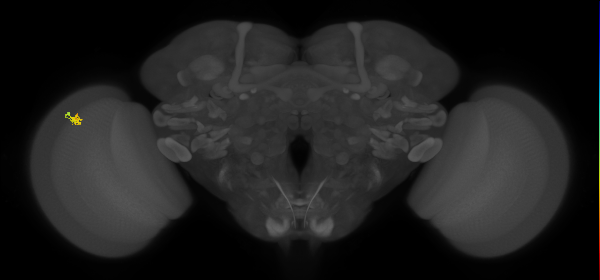 Dm2_L (MaleCNS:138937)