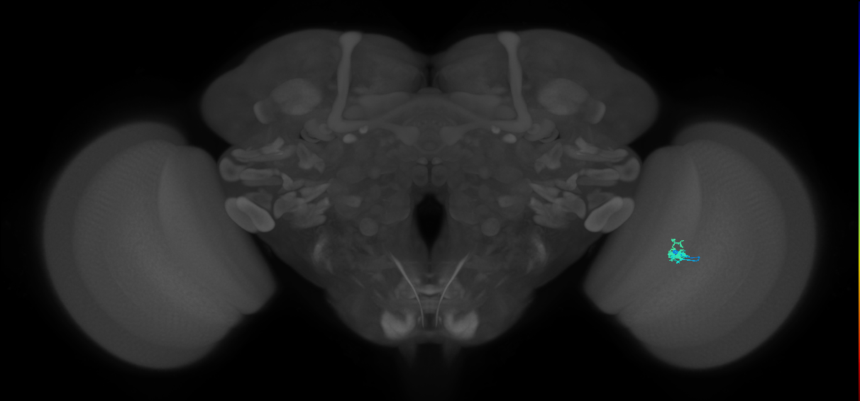 Dm2_R (MaleCNS:138031)