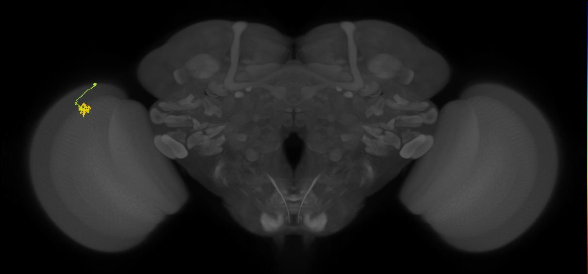 Dm2_L (MaleCNS:539950)