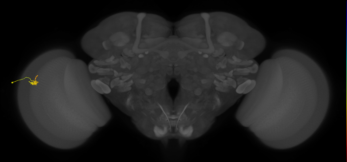 Dm2_L (MaleCNS:185087)