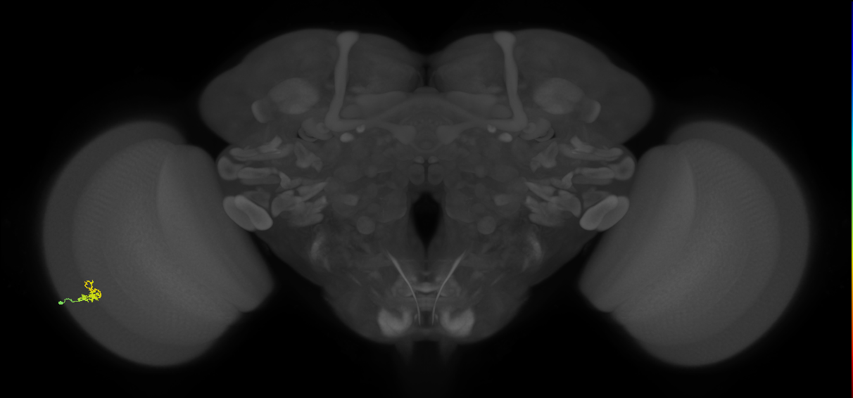 Dm2_L (MaleCNS:536490)