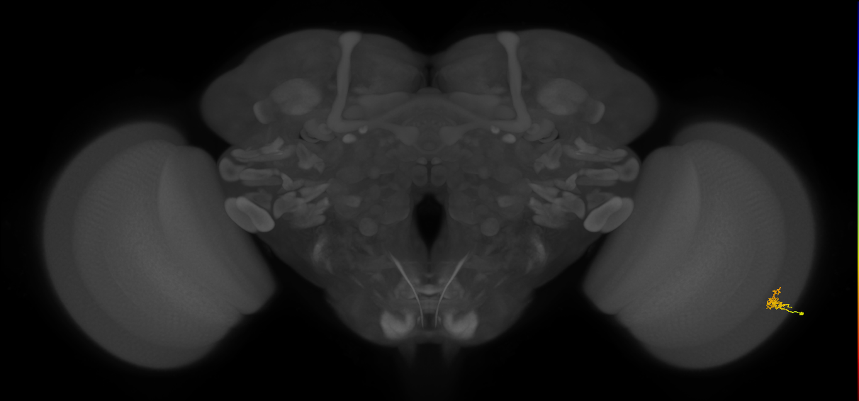 Dm2_R (MaleCNS:112243)