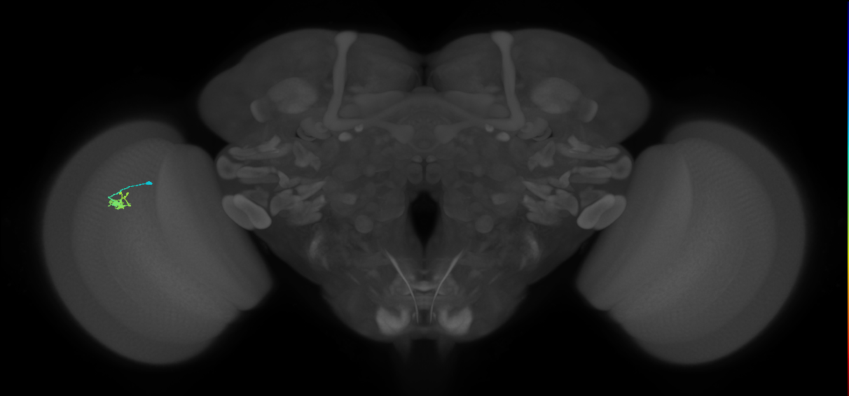 Dm2_L (MaleCNS:215525)