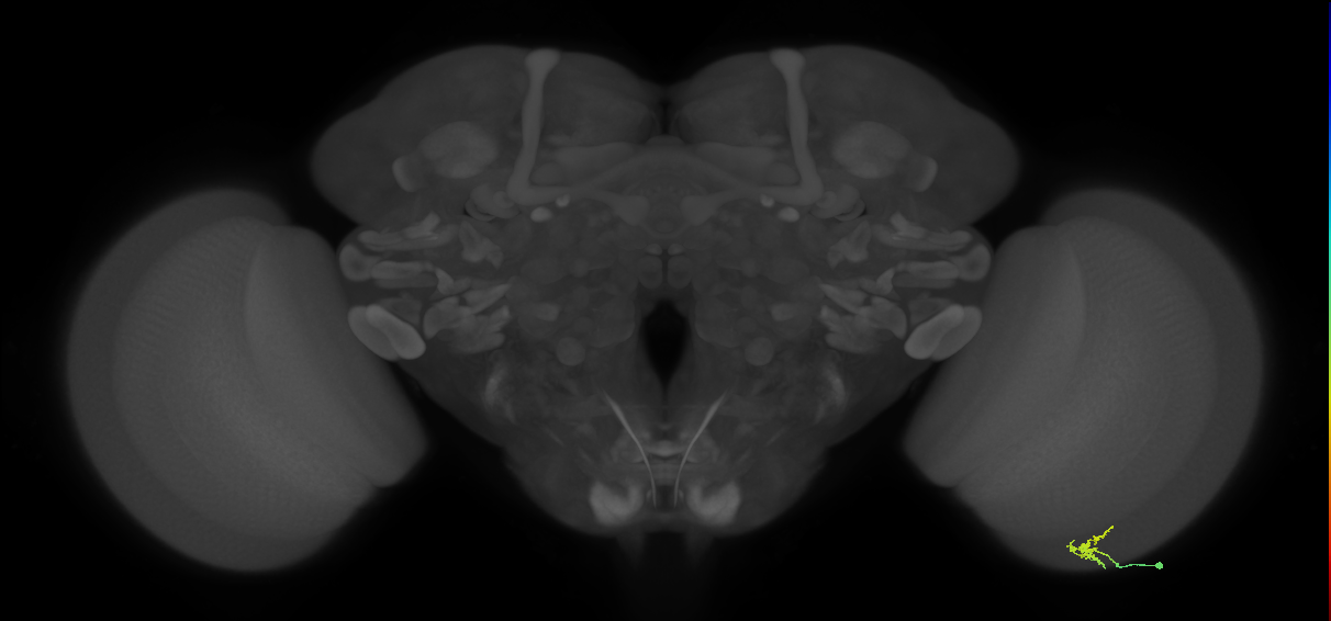 Dm2_R (MaleCNS:133481)