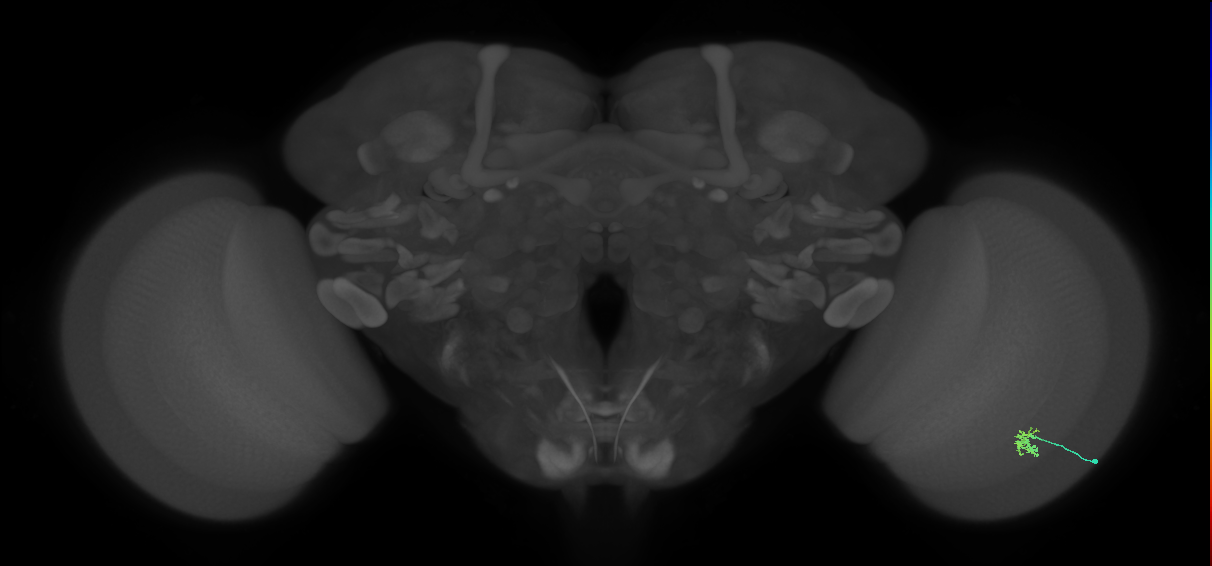 Dm2_R (MaleCNS:155095)