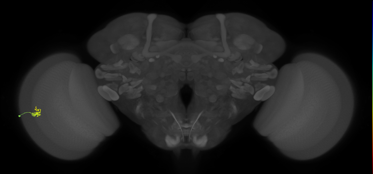 Dm2_L (MaleCNS:558357)