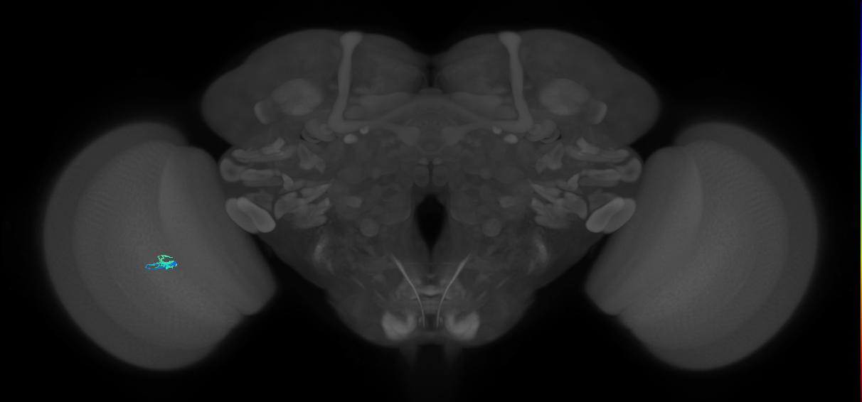 Dm2_L (MaleCNS:545356)