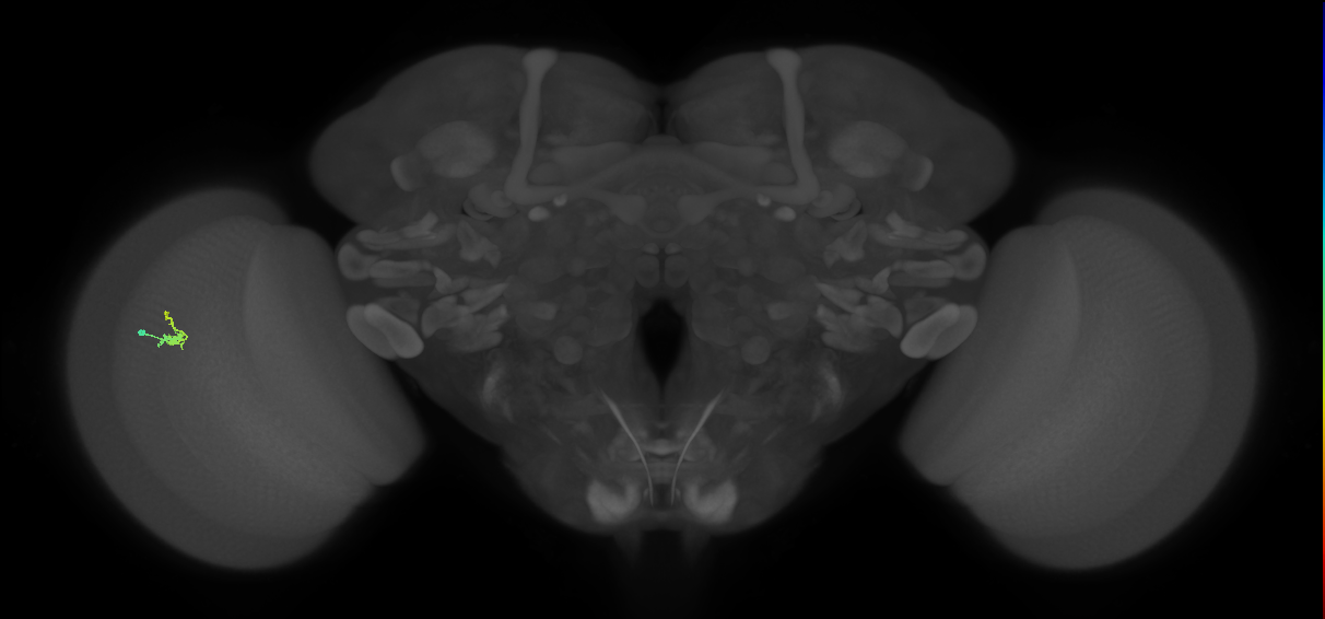 Dm2_L (MaleCNS:129109)