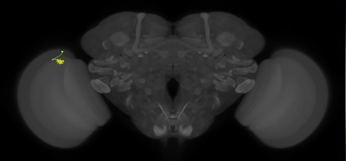Dm2_L (MaleCNS:151058)