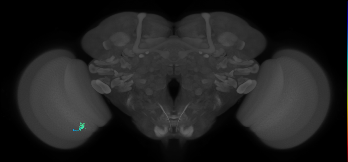 Dm2_L (MaleCNS:563644)