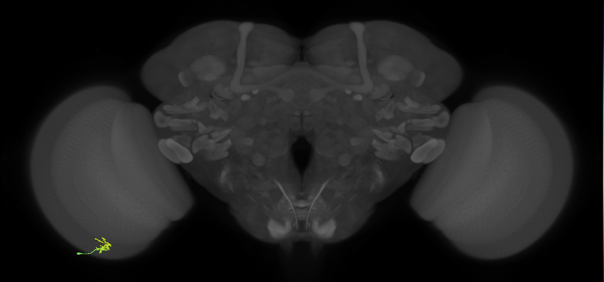 Dm2_L (MaleCNS:149867)