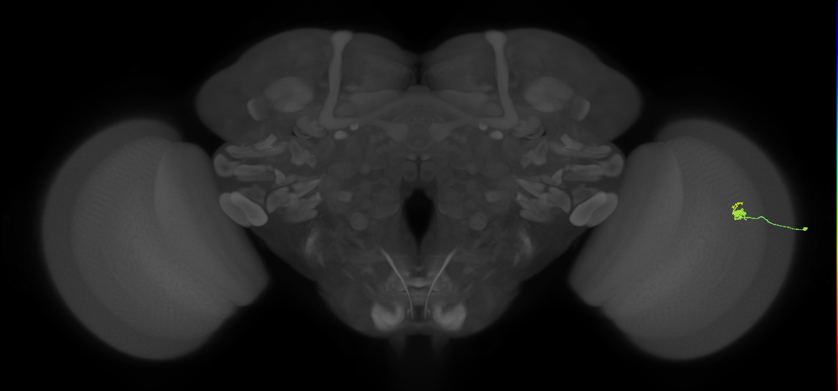 Dm2_R (MaleCNS:176557)