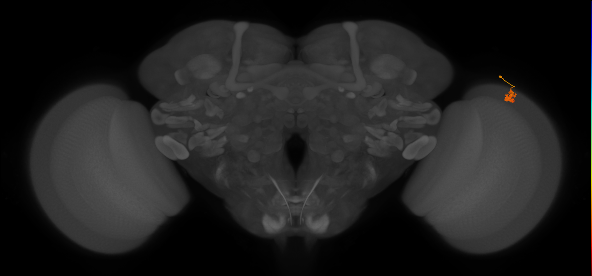 Dm2_R (MaleCNS:136277)