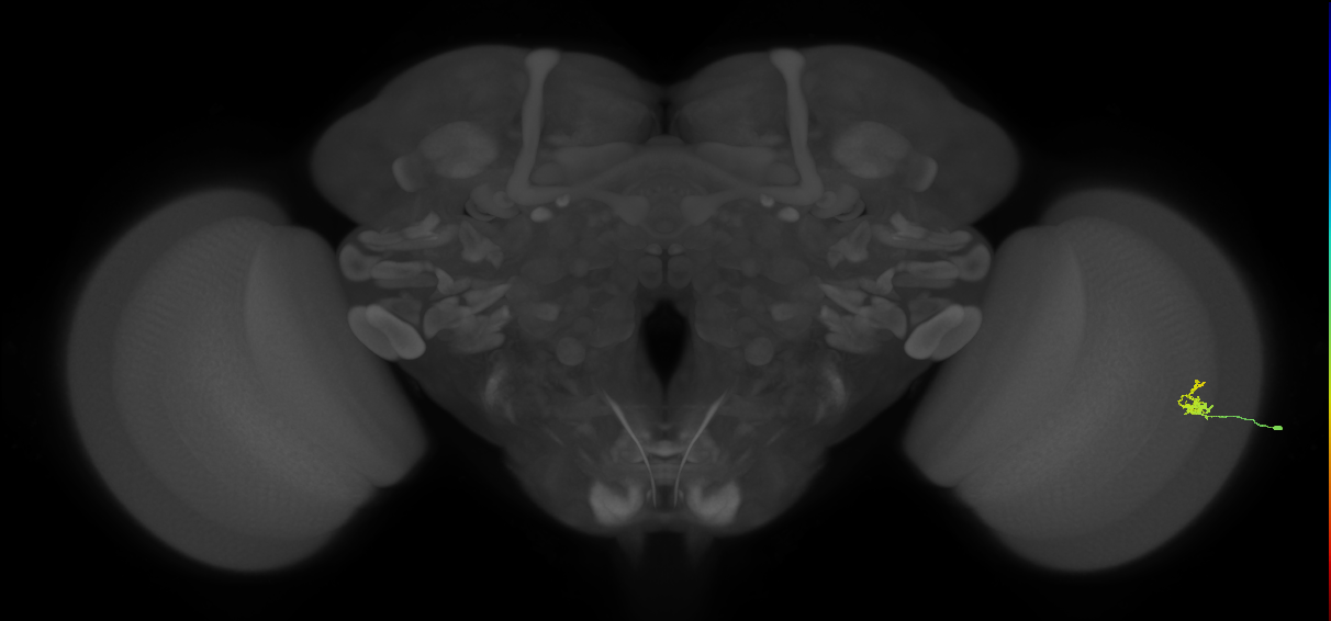 Dm2_R (MaleCNS:161694)