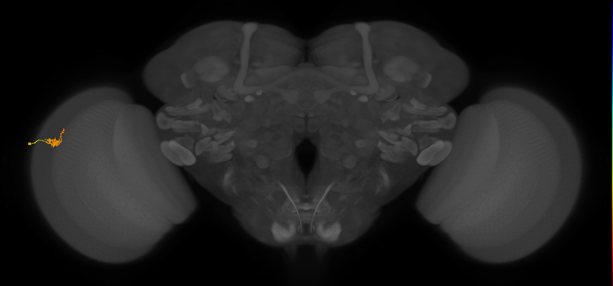 Dm2_L (MaleCNS:127159)