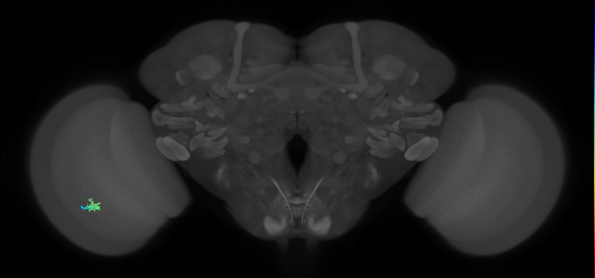 Dm2_L (MaleCNS:548731)