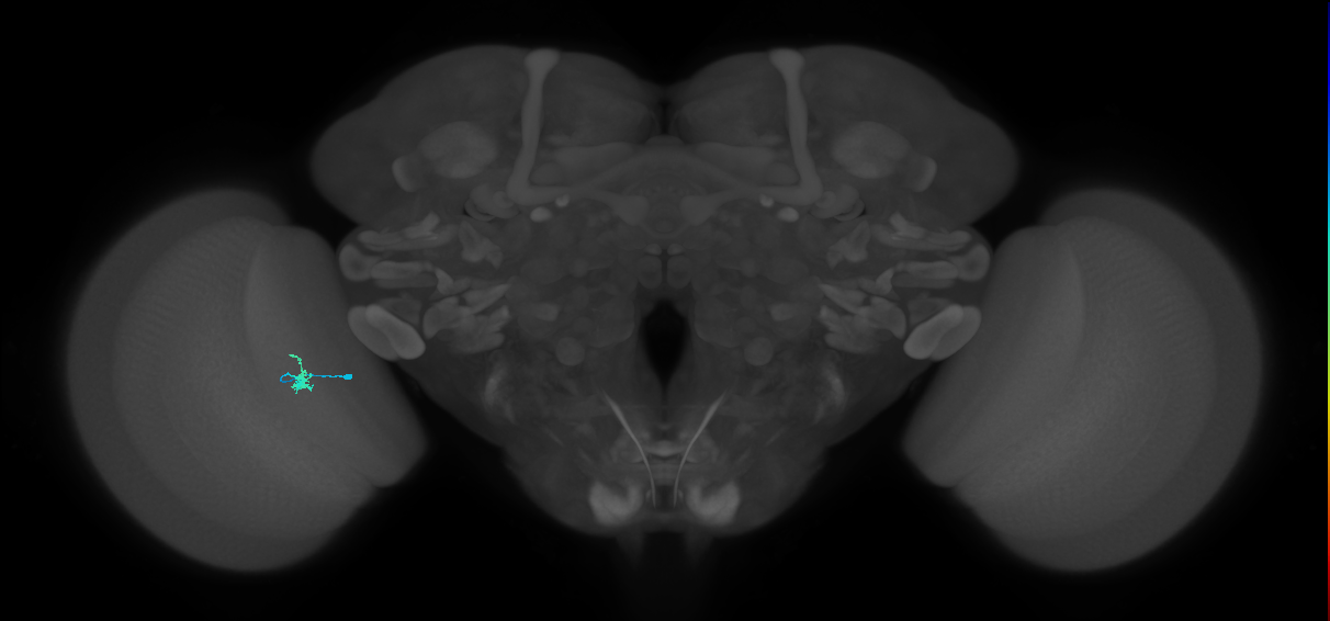 Dm2_L (MaleCNS:214719)