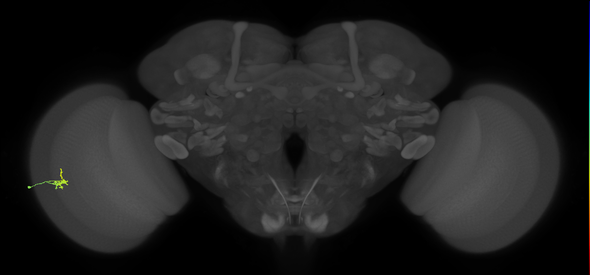 Dm2_L (MaleCNS:526564)