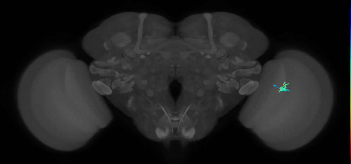 Dm2_R (MaleCNS:138850)