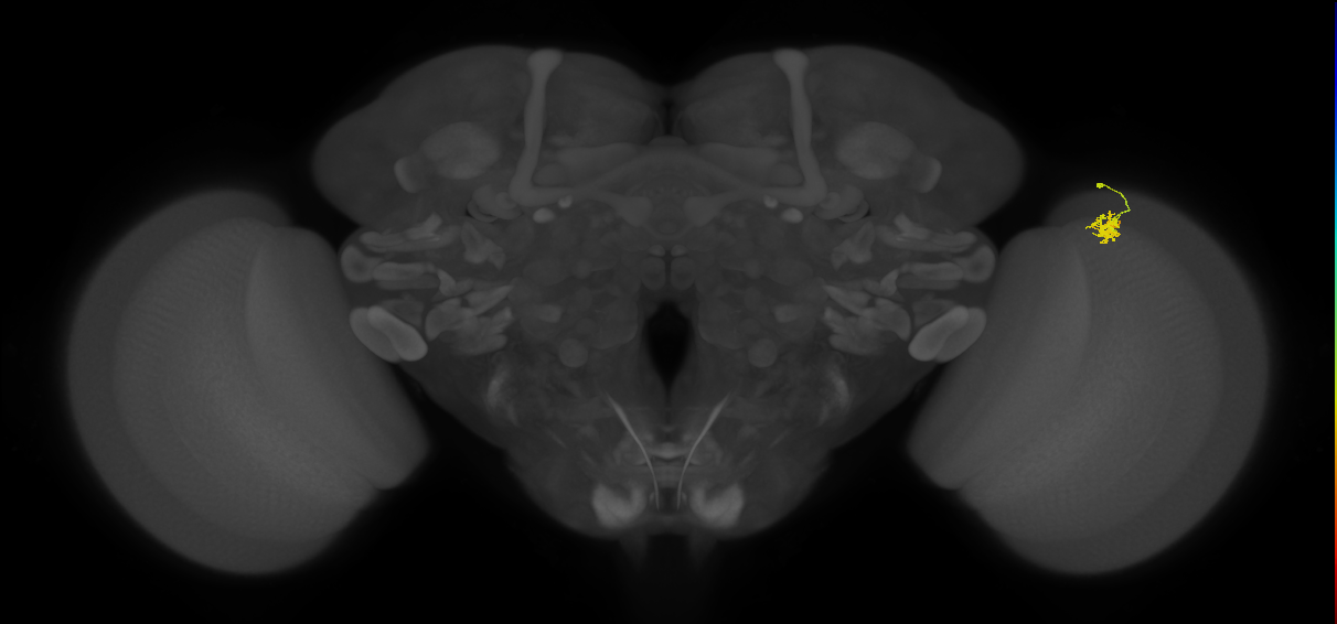 Dm2_R (MaleCNS:126456)