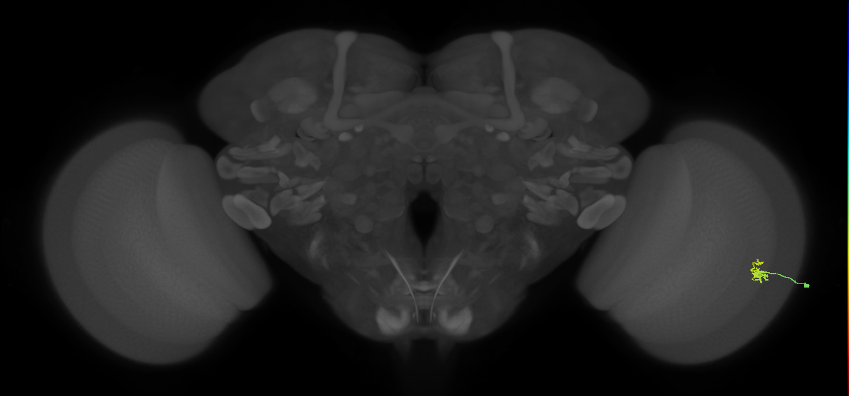 Dm2_R (MaleCNS:169008)