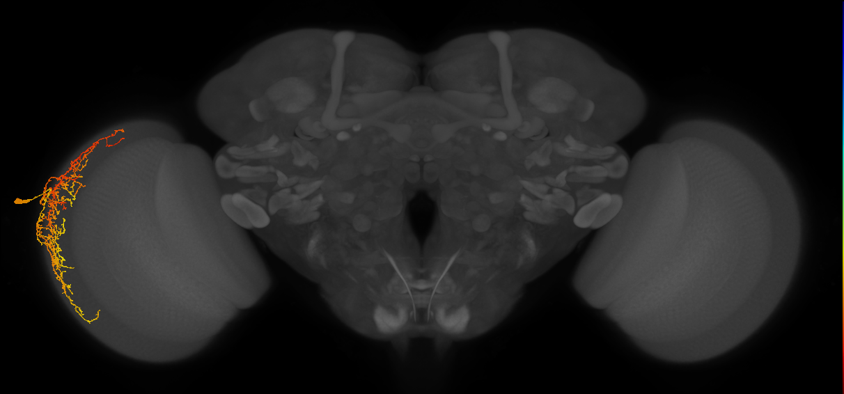 Dm20_L (MaleCNS:25586)