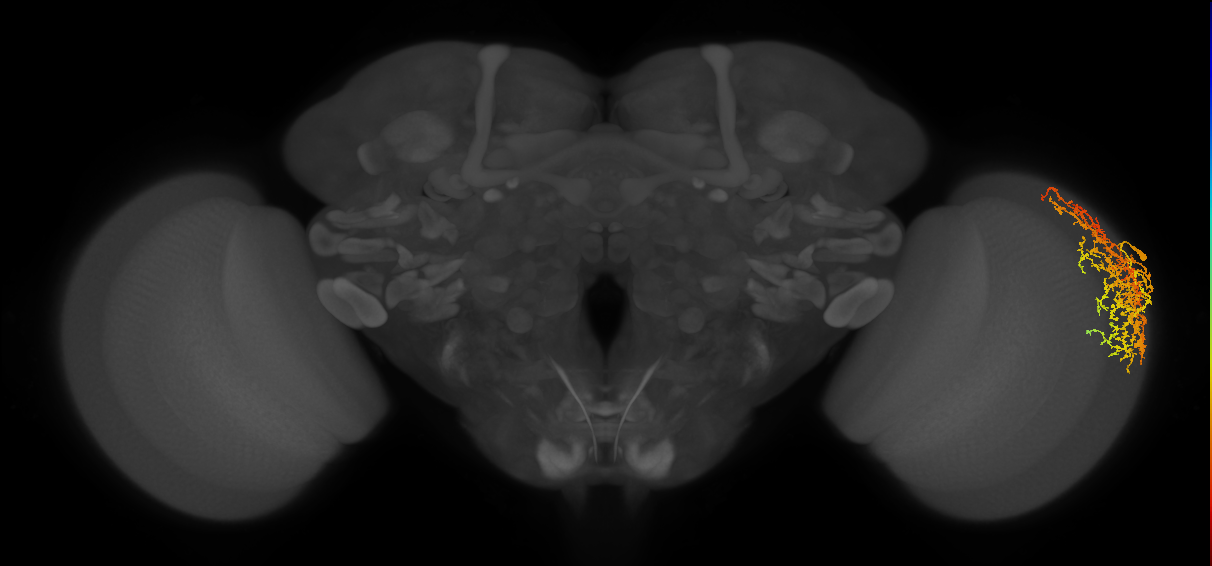 Dm20_R (MaleCNS:22262)