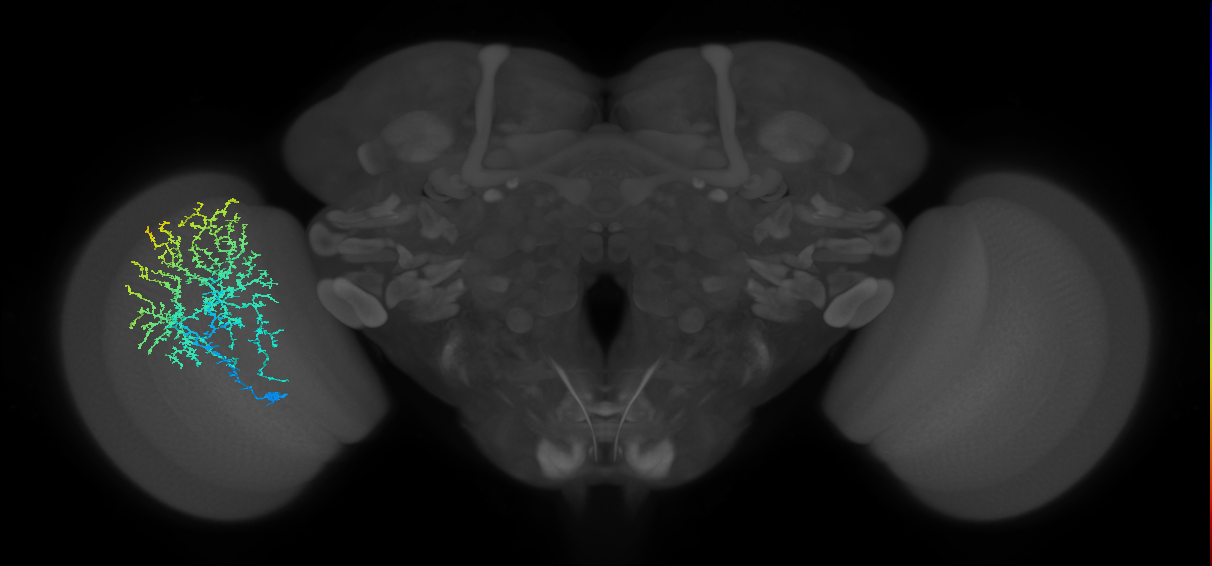 Dm20_L (MaleCNS:518050)
