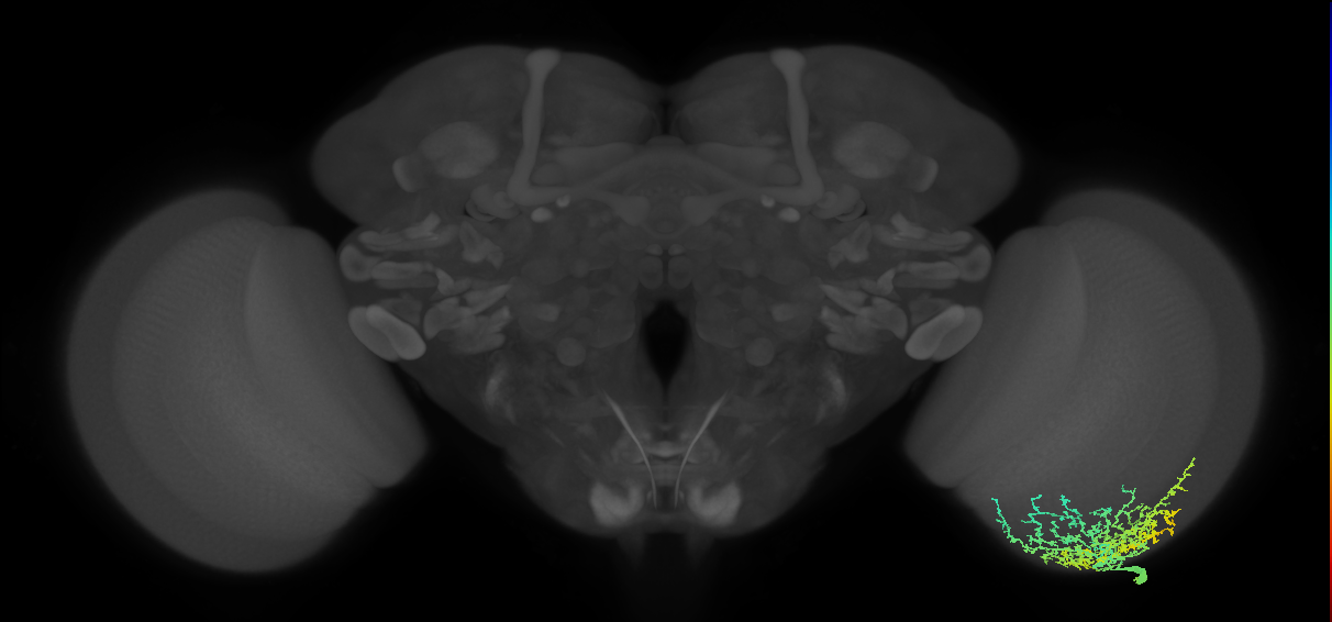Dm20_R (MaleCNS:25603)