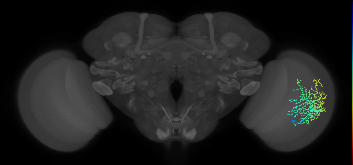 Dm20_R (MaleCNS:23044)