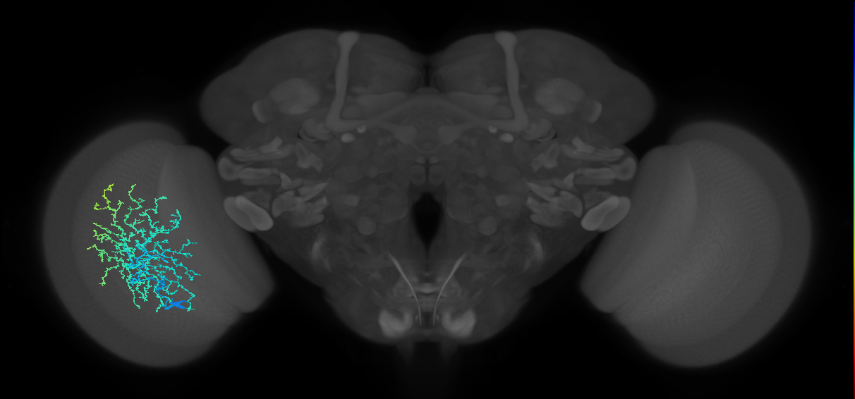 Dm20_L (MaleCNS:541767)