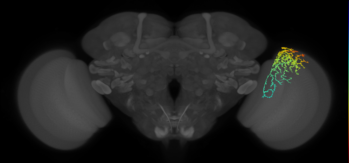 Dm20_R (MaleCNS:26982)