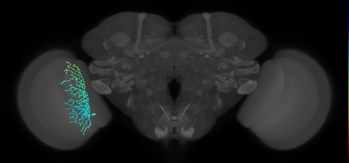 Dm20_L (MaleCNS:531382)