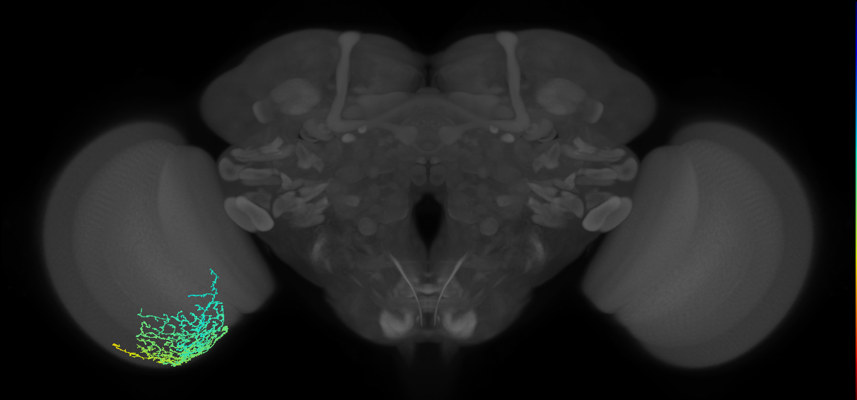 Dm20_L (MaleCNS:530488)