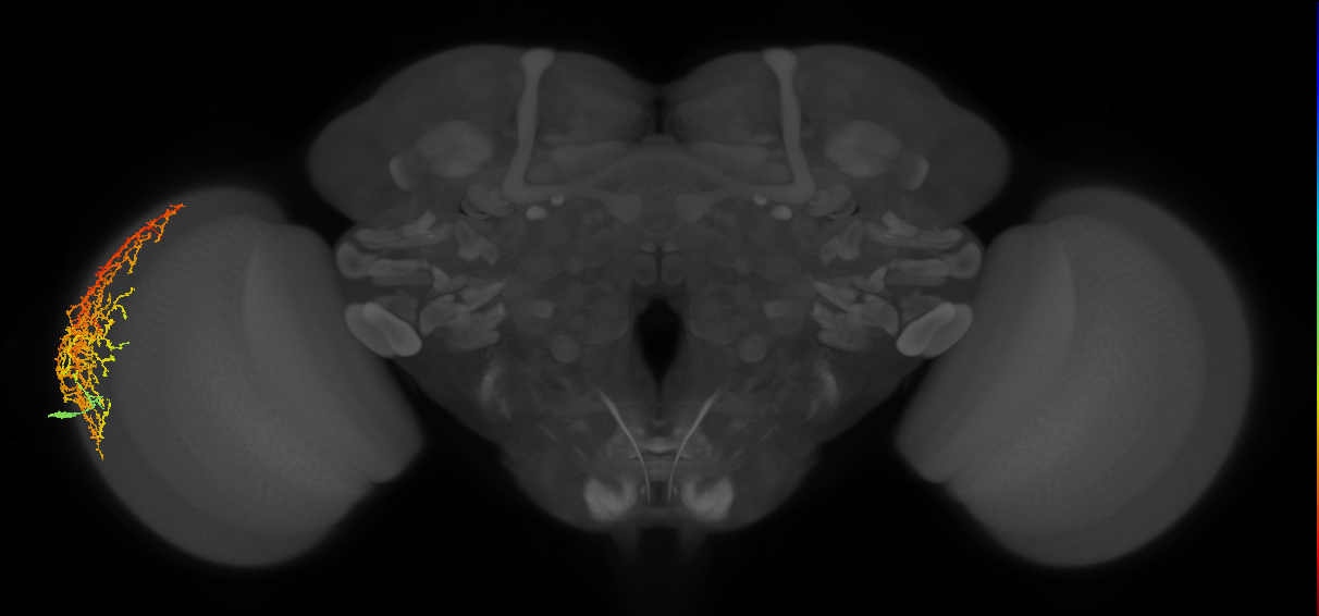 Dm20_L (MaleCNS:514841)