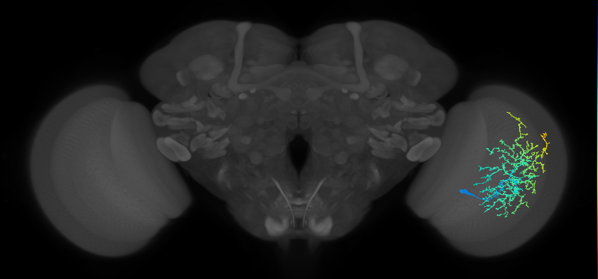 Dm20_R (MaleCNS:22687)