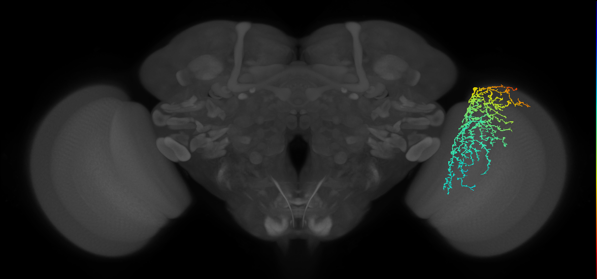 Dm20_R (MaleCNS:22488)